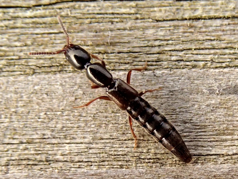 Xantholinus gruppo linearis (Staphylinidae)